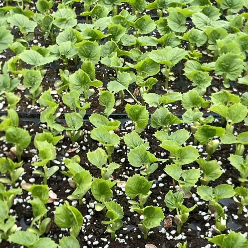 苦瓜苗子带土发货品种纯正四季种植成活率高结果多