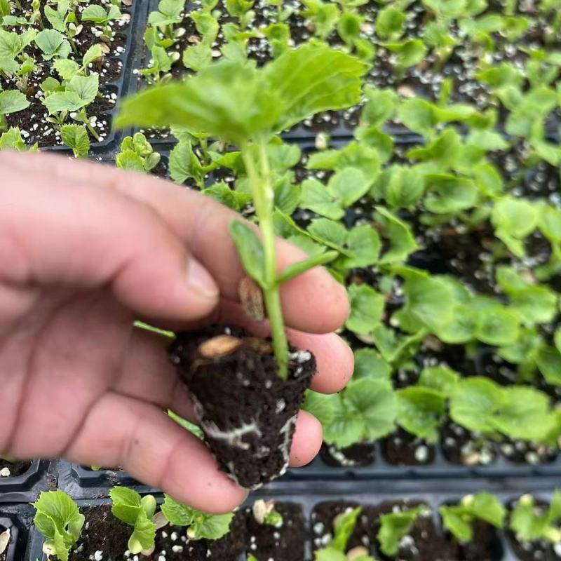苦瓜苗子带土发货品种纯正四季种植成活率高结果多