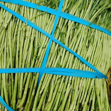 八卦洲芦蒿