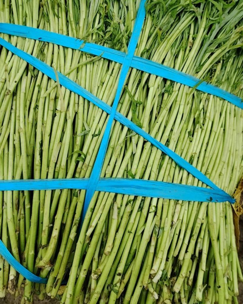 八卦洲芦蒿