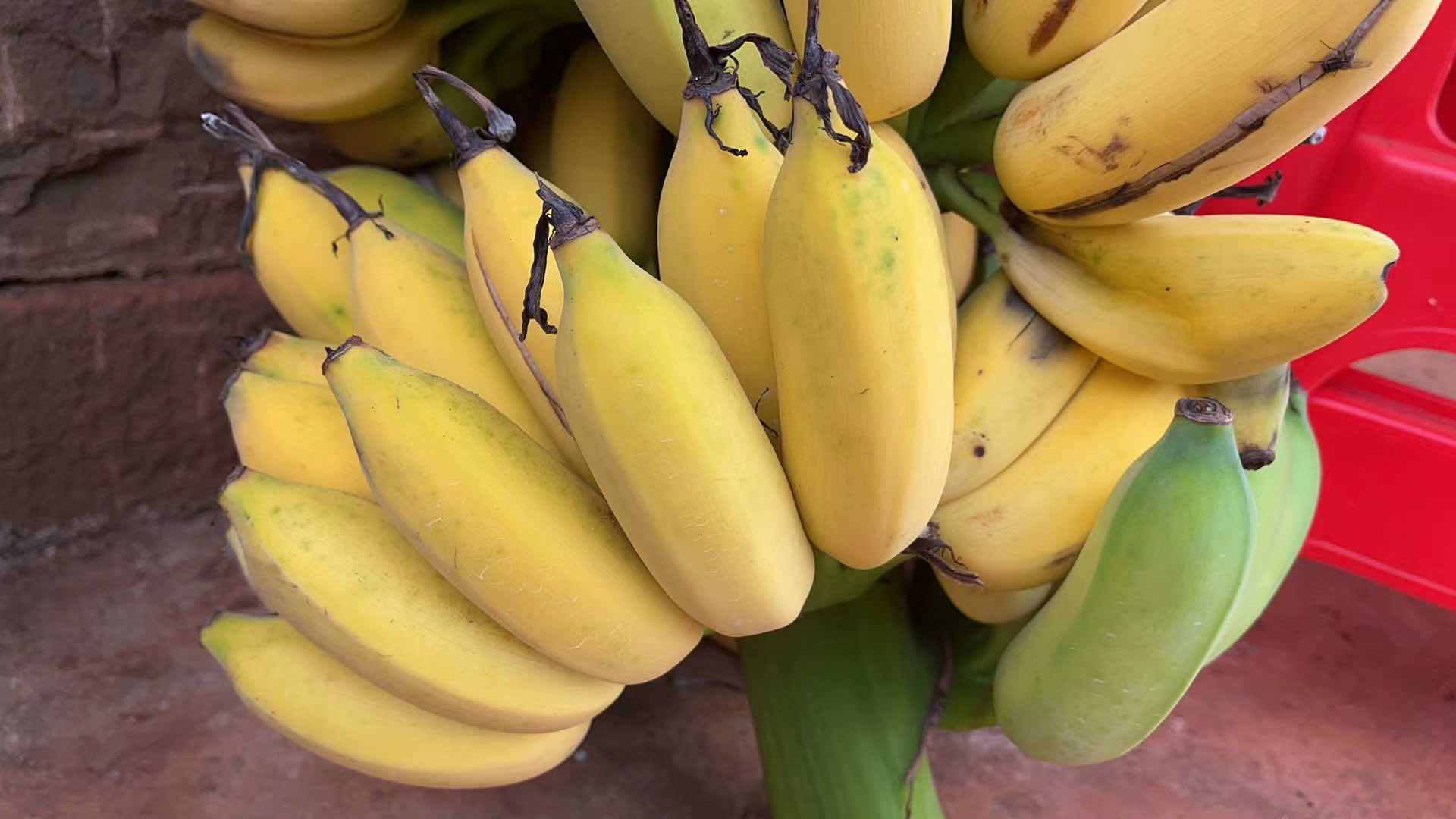 香蕉营养成分对比图