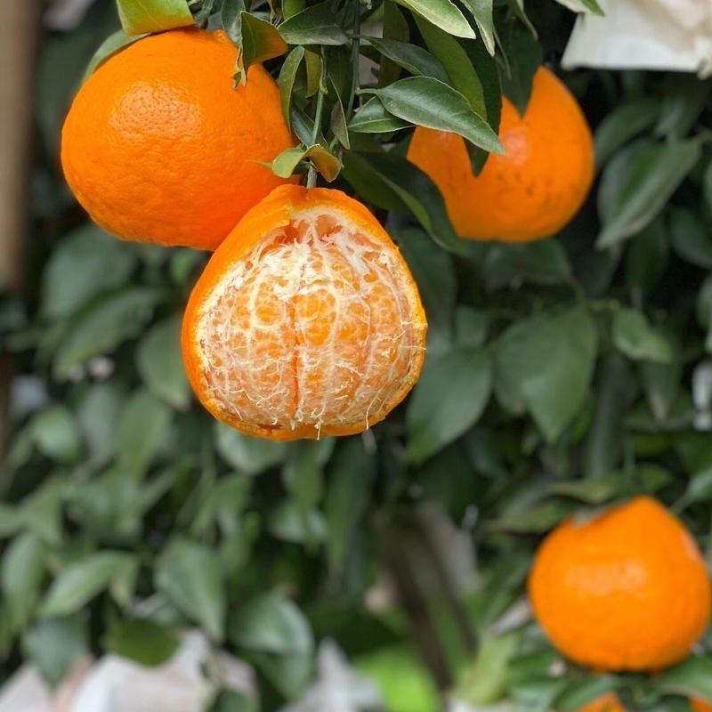 【实力】青见柑橘四川产地一手货源质量保证，汁甜味美电联