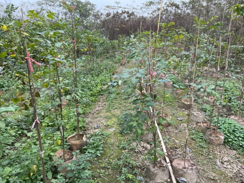 麻楝(原生苗)白布袋高度1-2米大量岀售