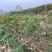 麻楝(原生苗)白布袋高度1-2米大量岀售
