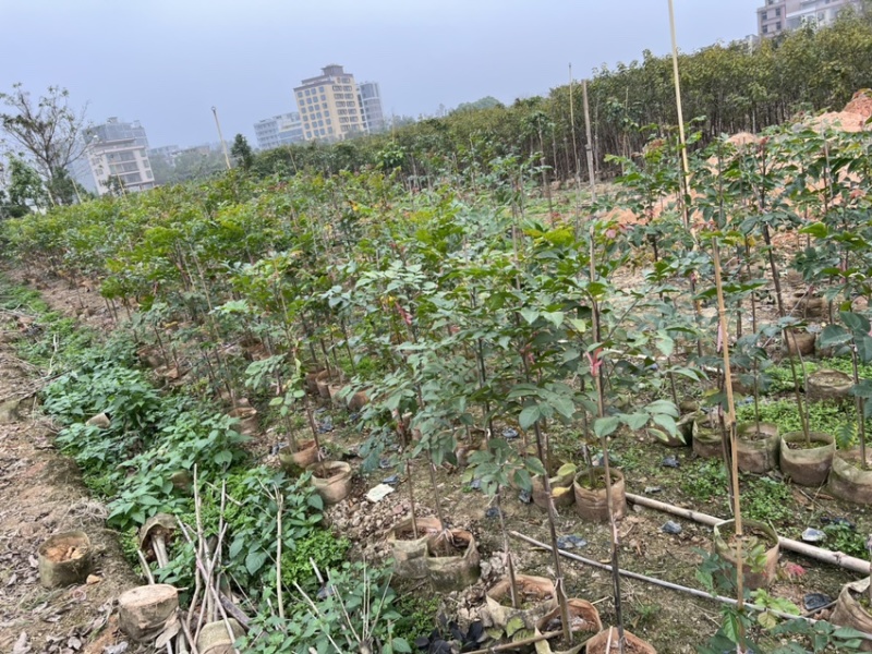 麻楝(原生苗)白布袋高度1-2米大量岀售