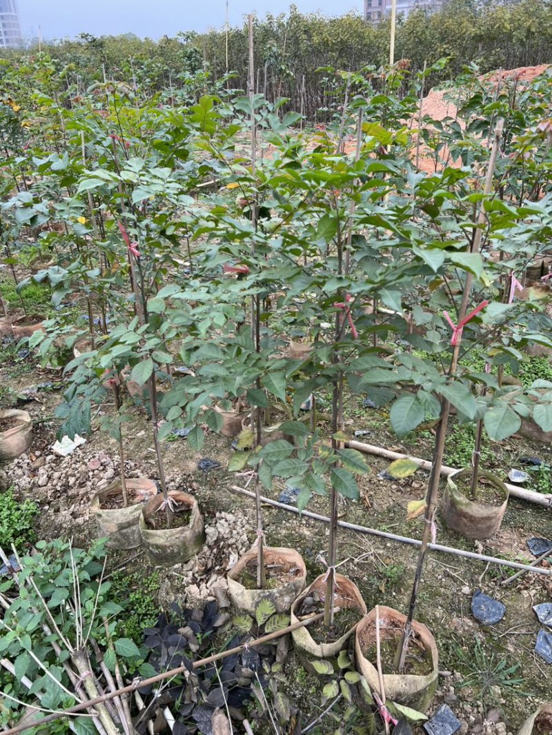 麻楝(原生苗)白布袋高度1-2米大量岀售