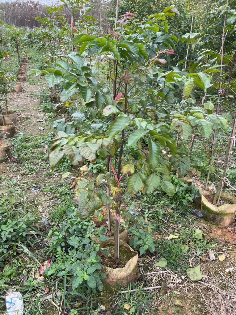 麻楝(原生苗)白布袋高度1-2米大量岀售