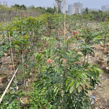 麻楝(原生苗)白布袋高度1-2米大量岀售