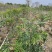 麻楝(原生苗)白布袋高度1-2米大量岀售