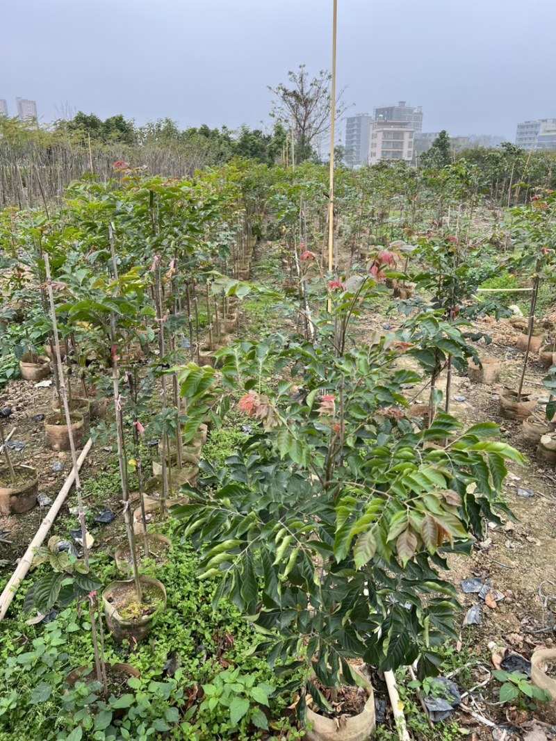 麻楝(原生苗)白布袋高度1-2米大量岀售