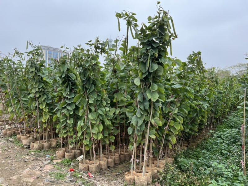 羊蹄甲(原生苗)白布袋高度1-2大量岀售