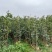 羊蹄甲(原生苗)白布袋高度1-2大量岀售