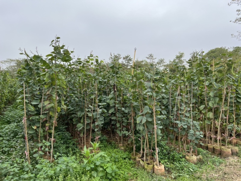 羊蹄甲(原生苗)白布袋高度1-2大量岀售