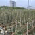 黄花风玲木(原生苗)白布袋高度1-2米大量岀售