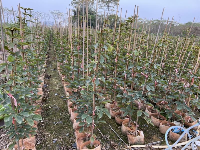 黄花风玲木(原生苗)白布袋高度1-2米大量岀售