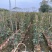 黄花风玲木(原生苗)白布袋高度1-2米大量岀售