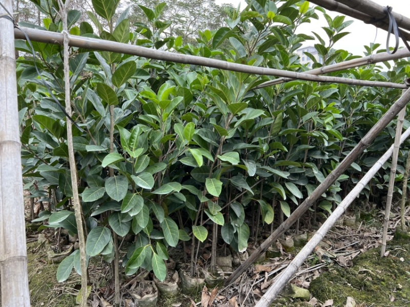 高山榕(原生苗)白布袋高度1-2米大量岀售