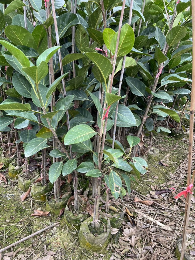 高山榕(原生苗)白布袋高度1-2米大量岀售