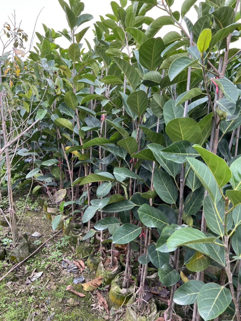 高山榕(原生苗)白布袋高度1-2米大量岀售