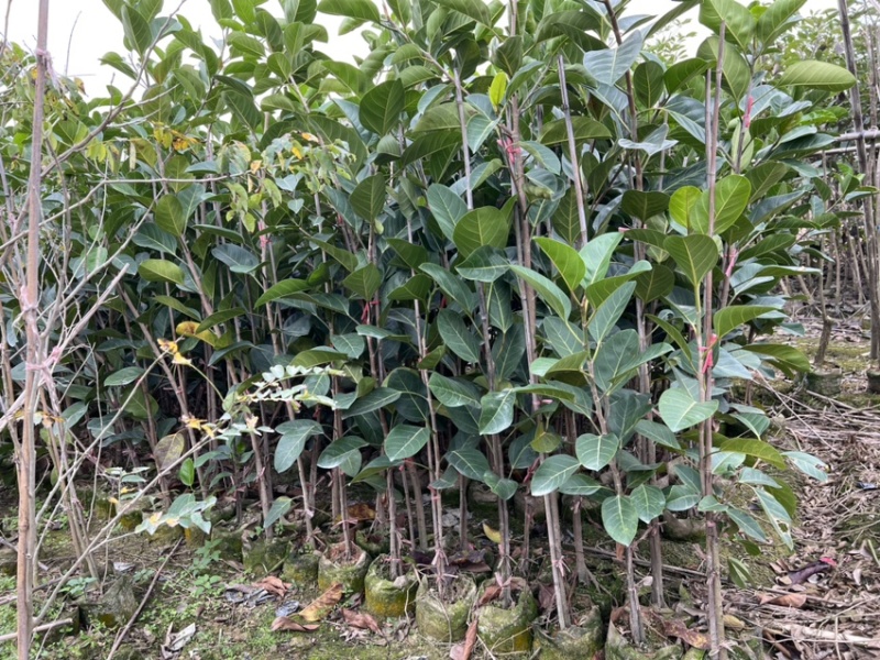 高山榕(原生苗)白布袋高度1-2米大量岀售