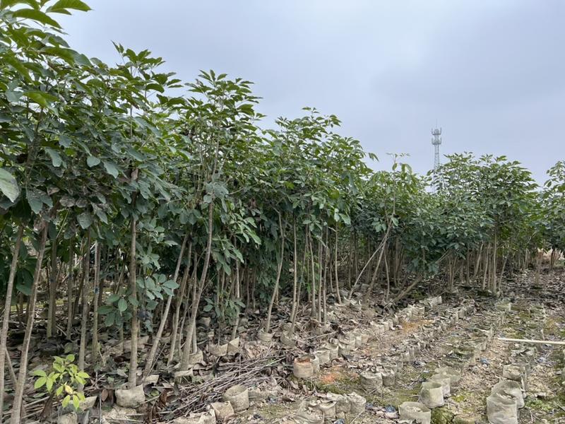 红花风玲木(原生苗)白布袋米径2-3-4分大量出售