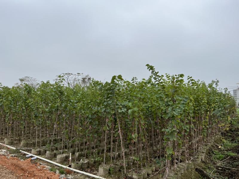 宫粉紫荆(原生苗)白布袋高度1-2米大量岀售