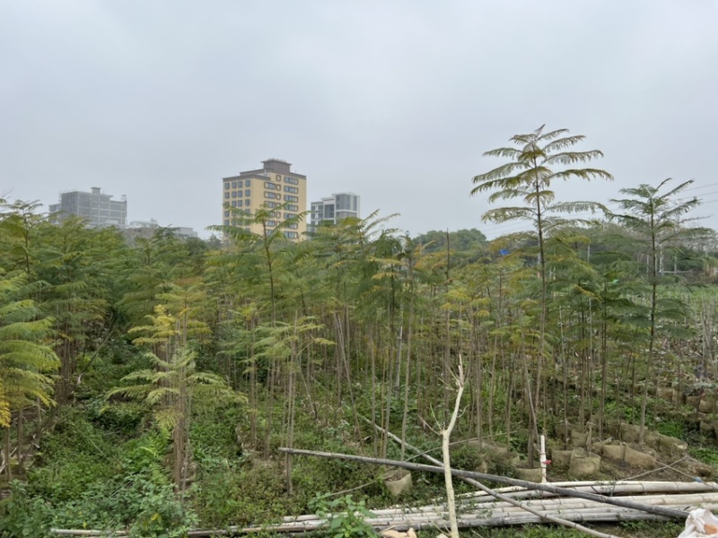 蓝花楹(原生苗)高度1米1-3米大量岀售
