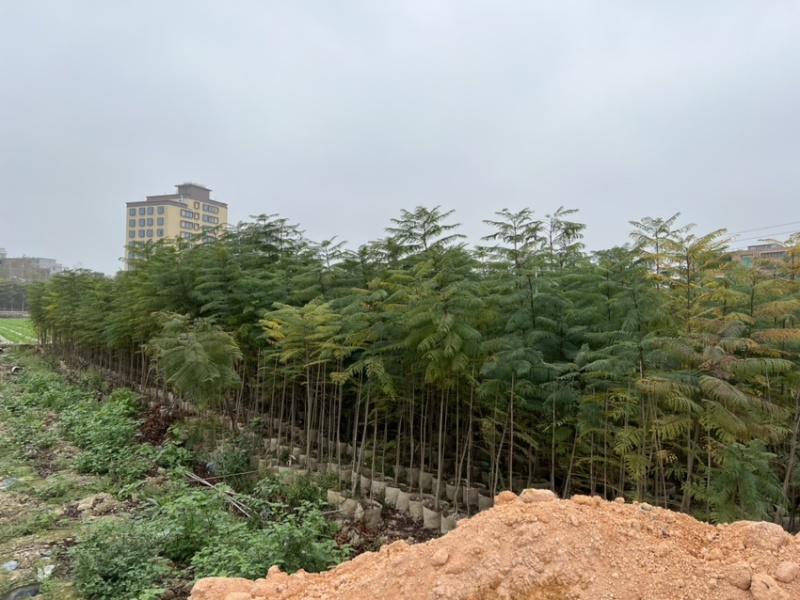 蓝花楹(原生苗)高度1米1-3米大量岀售