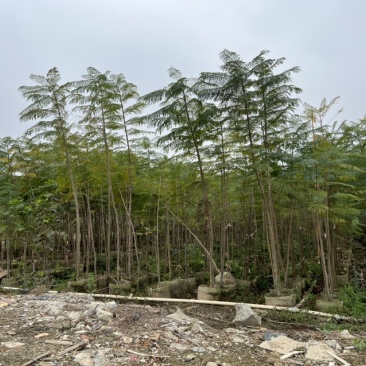 蓝花楹(原生苗)高度1米1-3米大量岀售
