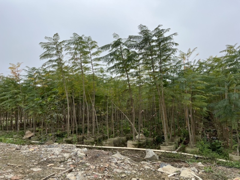 蓝花楹(原生苗)高度1米1-3米大量岀售