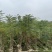 蓝花楹(原生苗)高度1米1-3米大量岀售