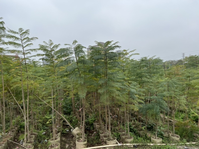蓝花楹(原生苗)高度1米1-3米大量岀售