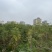 蓝花楹(原生苗)高度1米1-3米大量岀售