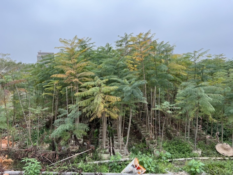蓝花楹(原生苗)高度1米1-3米大量岀售