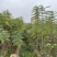 蓝花楹(原生苗)高度1米1-3米大量岀售