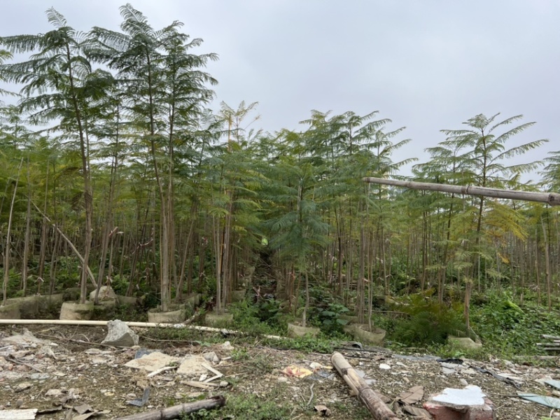 蓝花楹(原生苗)高度1米1-3米大量岀售