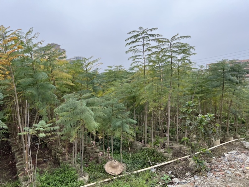 蓝花楹(原生苗)高度1米1-3米大量岀售