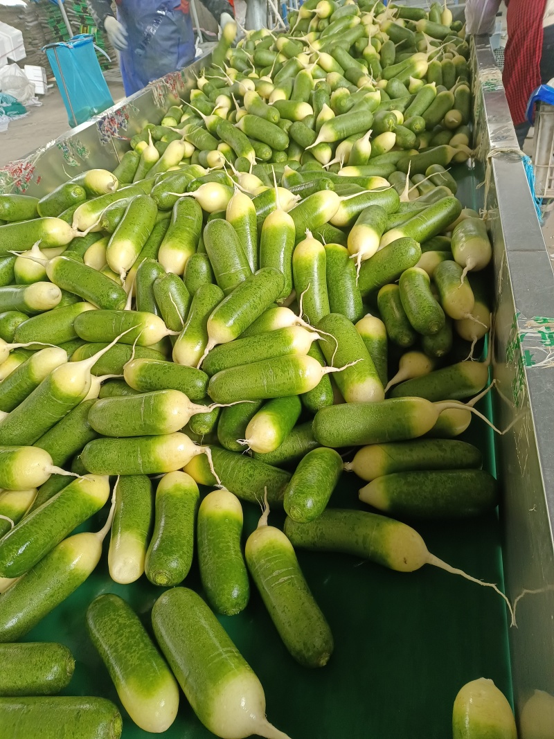 水洗水果萝卜口感好质优价廉欢迎各位客户光临