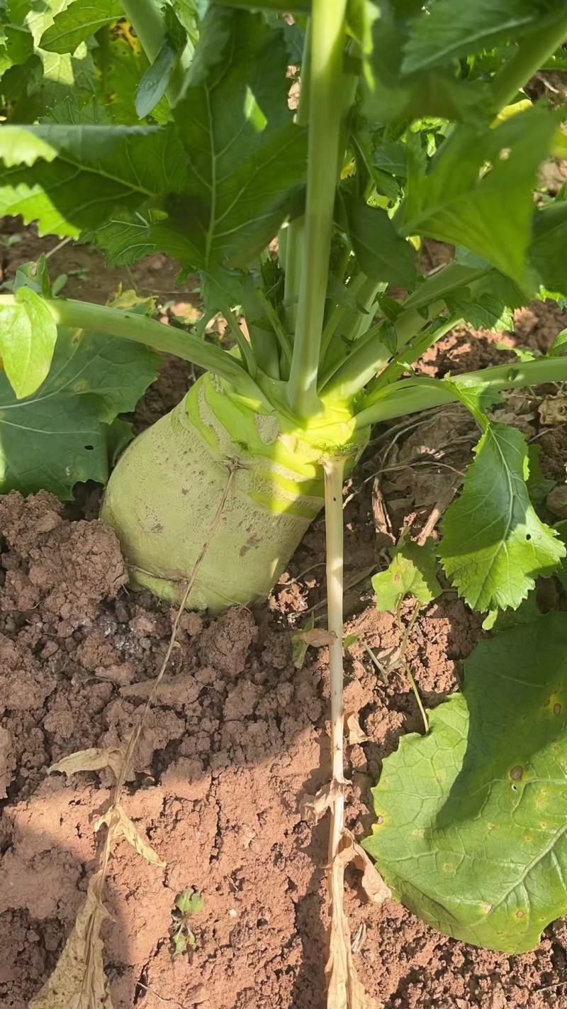 大头菜