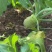 大头菜