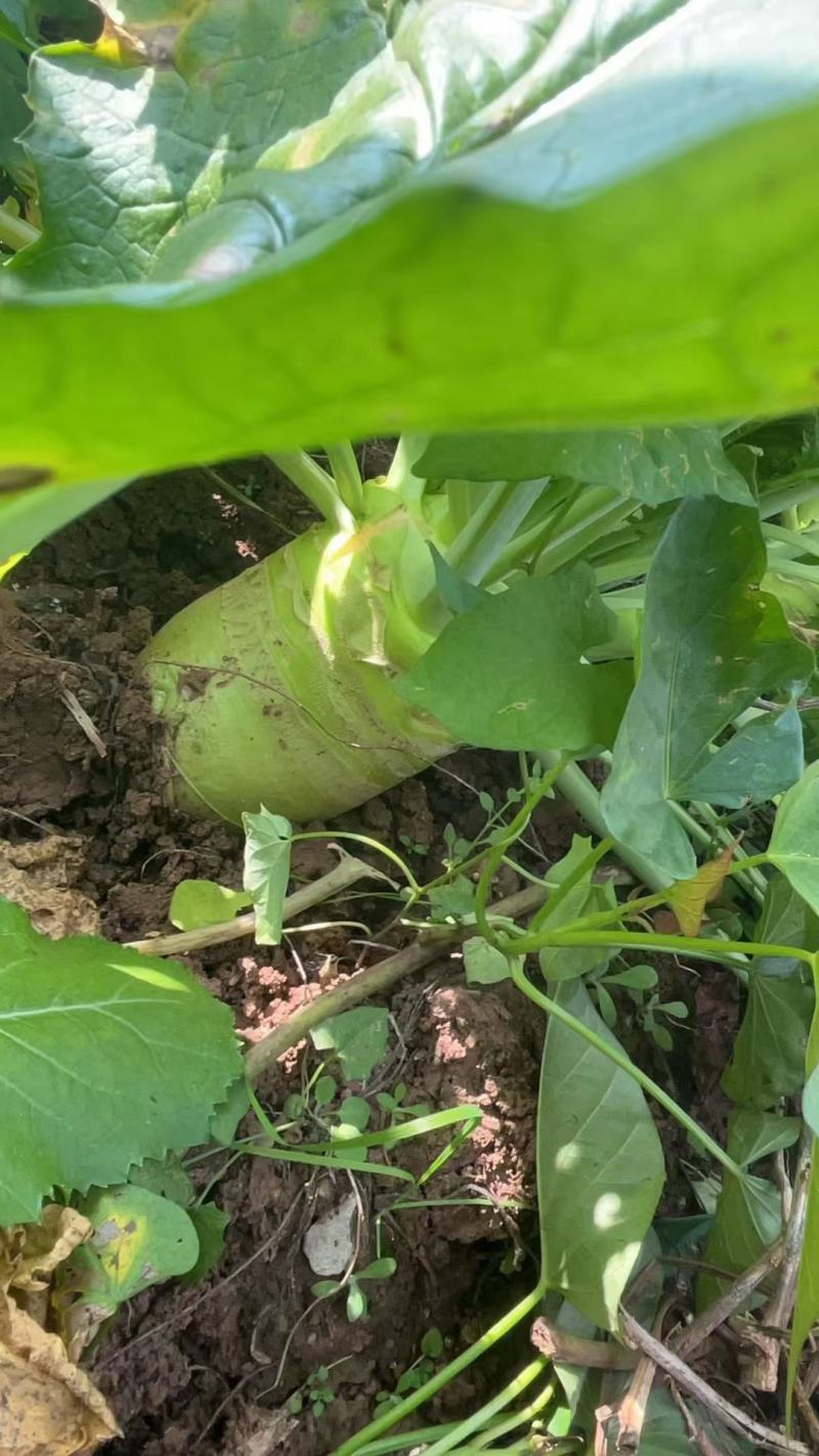 大头菜
