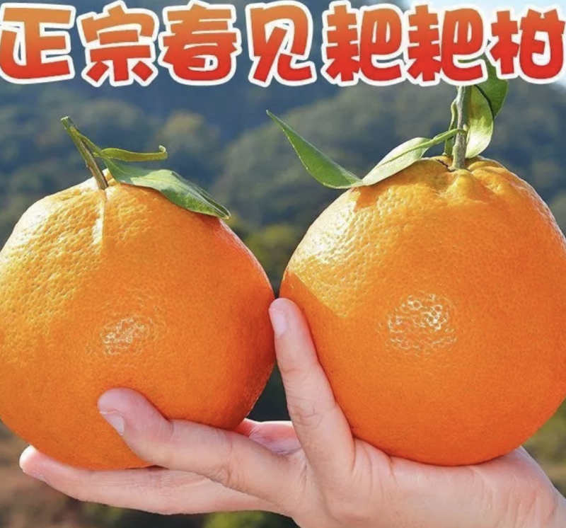 精品粑粑柑现摘现发品质保证量大从优欢迎来电