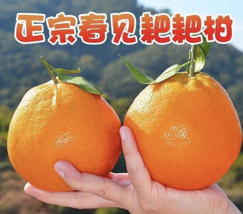 精品粑粑柑现摘现发品质保证量大从优欢迎来电