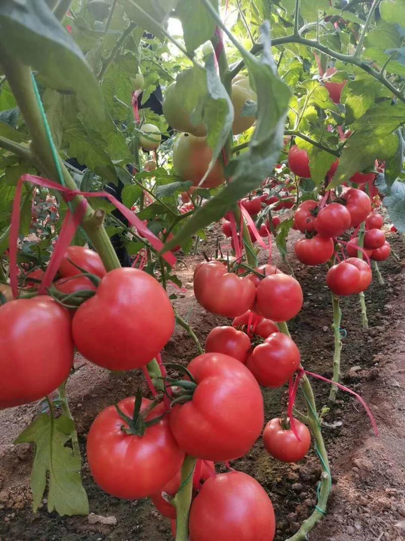 西红柿苗硬粉西红柿苗大红口感番茄苗嫁接实生苗现挖