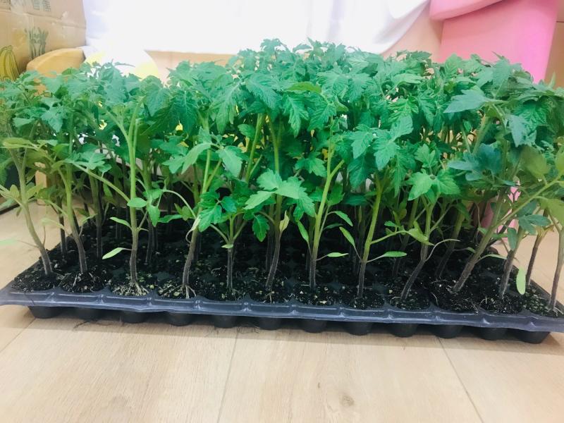 西红柿苗硬粉西红柿苗大红口感番茄苗嫁接实生苗现挖