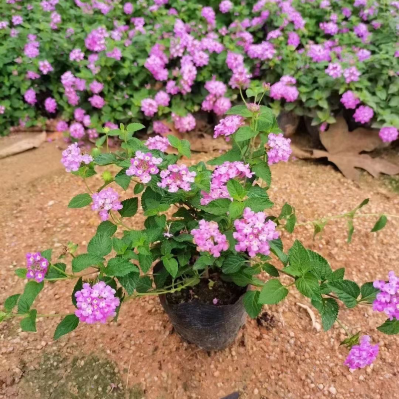 高度20厘米马樱丹