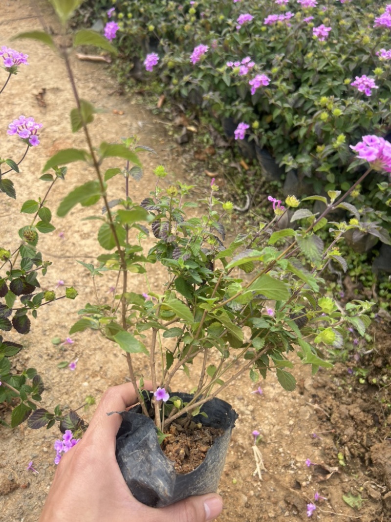 高度20厘米马樱丹