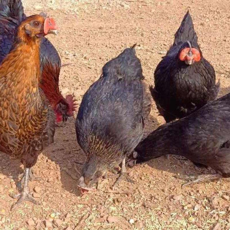 走地养殖五黑鸡健康鸡肉支持活鸡冷鲜发货限量1000只