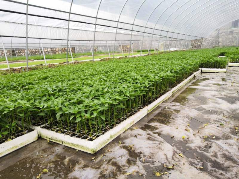 辣椒苗现挖现发尖椒苗螺丝椒苗线椒苗彩椒苗黄皮椒苗邹皮椒苗