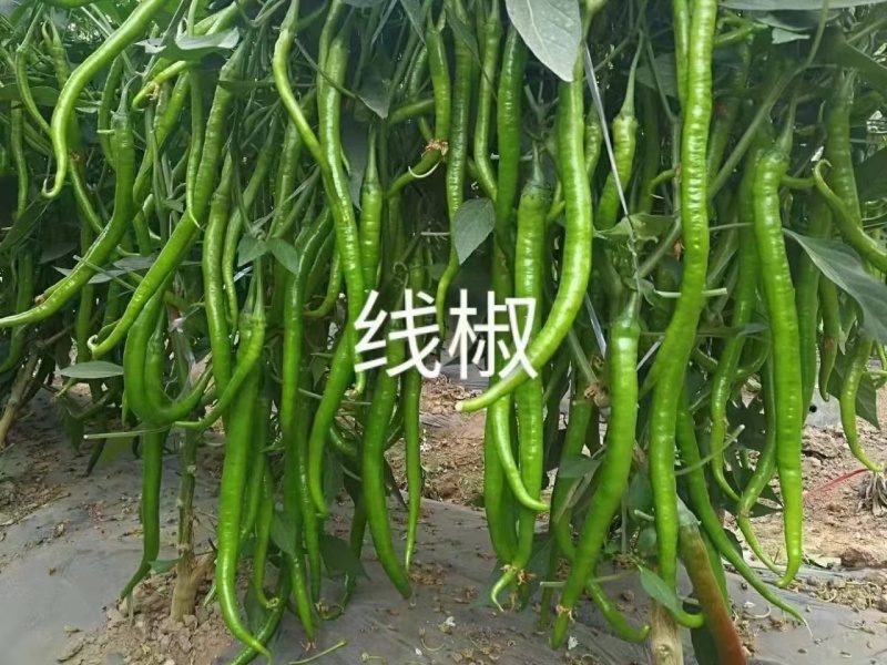 辣椒苗现挖现发尖椒苗螺丝椒苗线椒苗彩椒苗黄皮椒苗邹皮椒苗